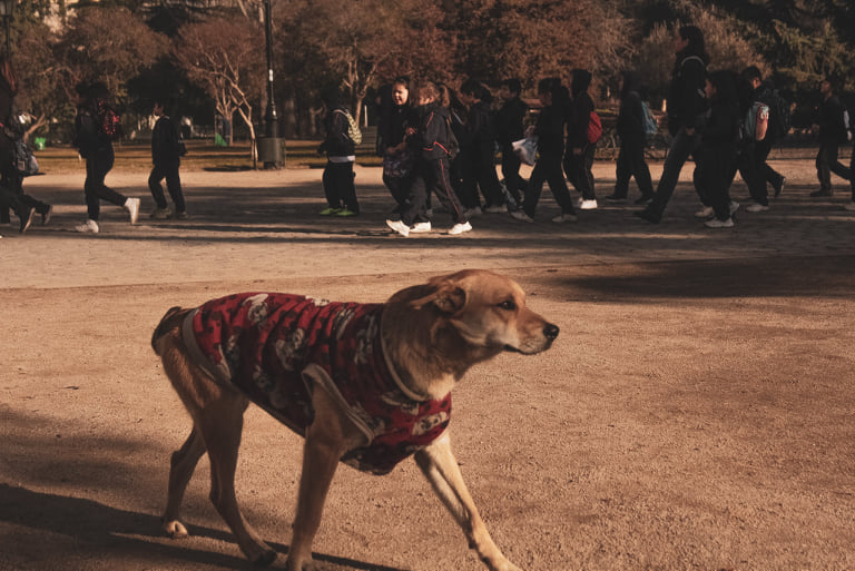 Cachorro no Parque Quinta Normal, ao fundo, crianças em excursão escolar