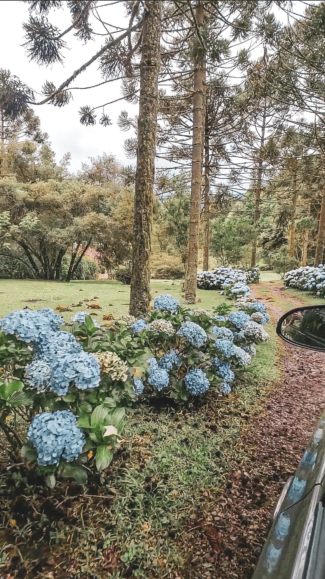Caminho para o Airbnb em Monte Verde, com hortênsias na estrada, árvores e muita natureza