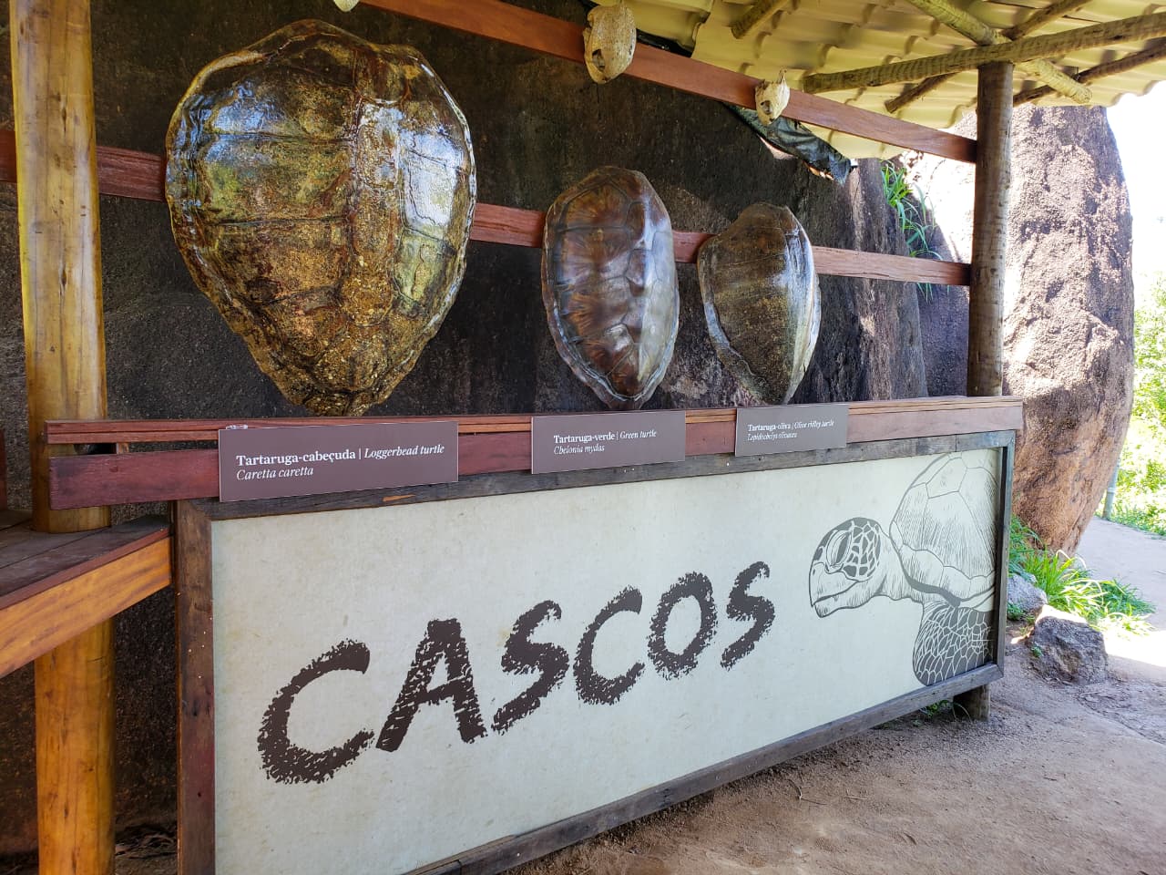 Exposição no Projeto Tamar de Vitória mostrando os cascos de tartarugas marinhas
