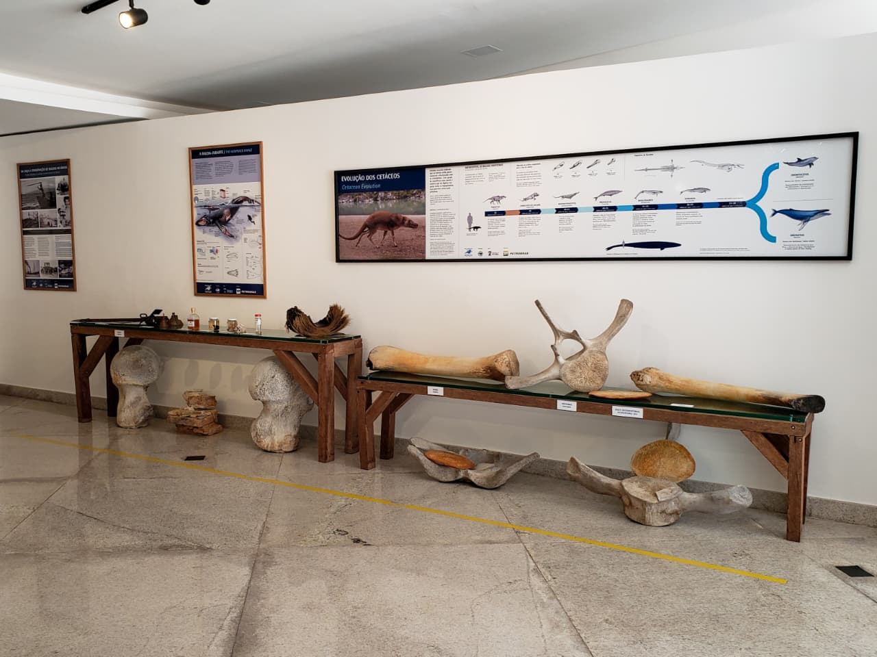 Exposição com ossos de baleias no Espaço Baleia Jubarte de Vitória