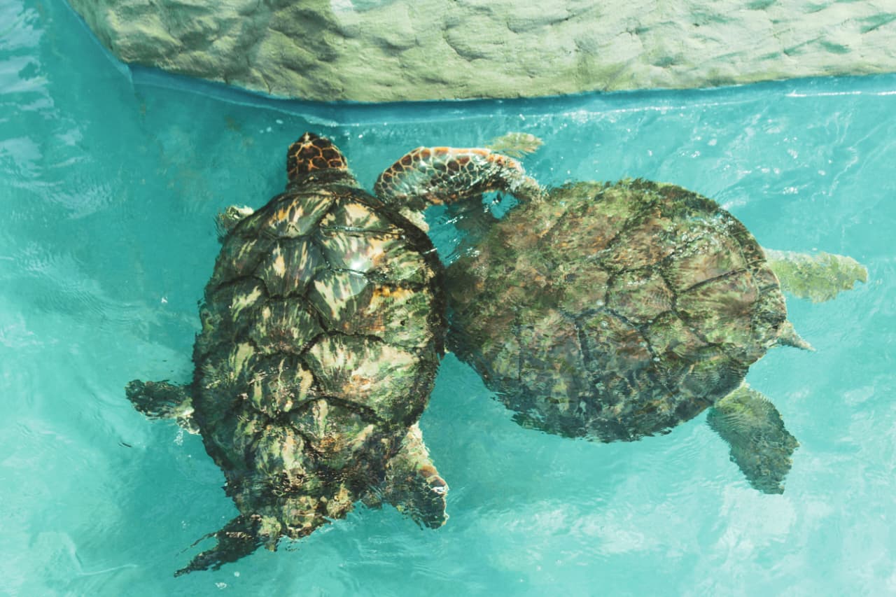 Duas tartarugas marinhas em tanque do Projeto Tamar em Vitória